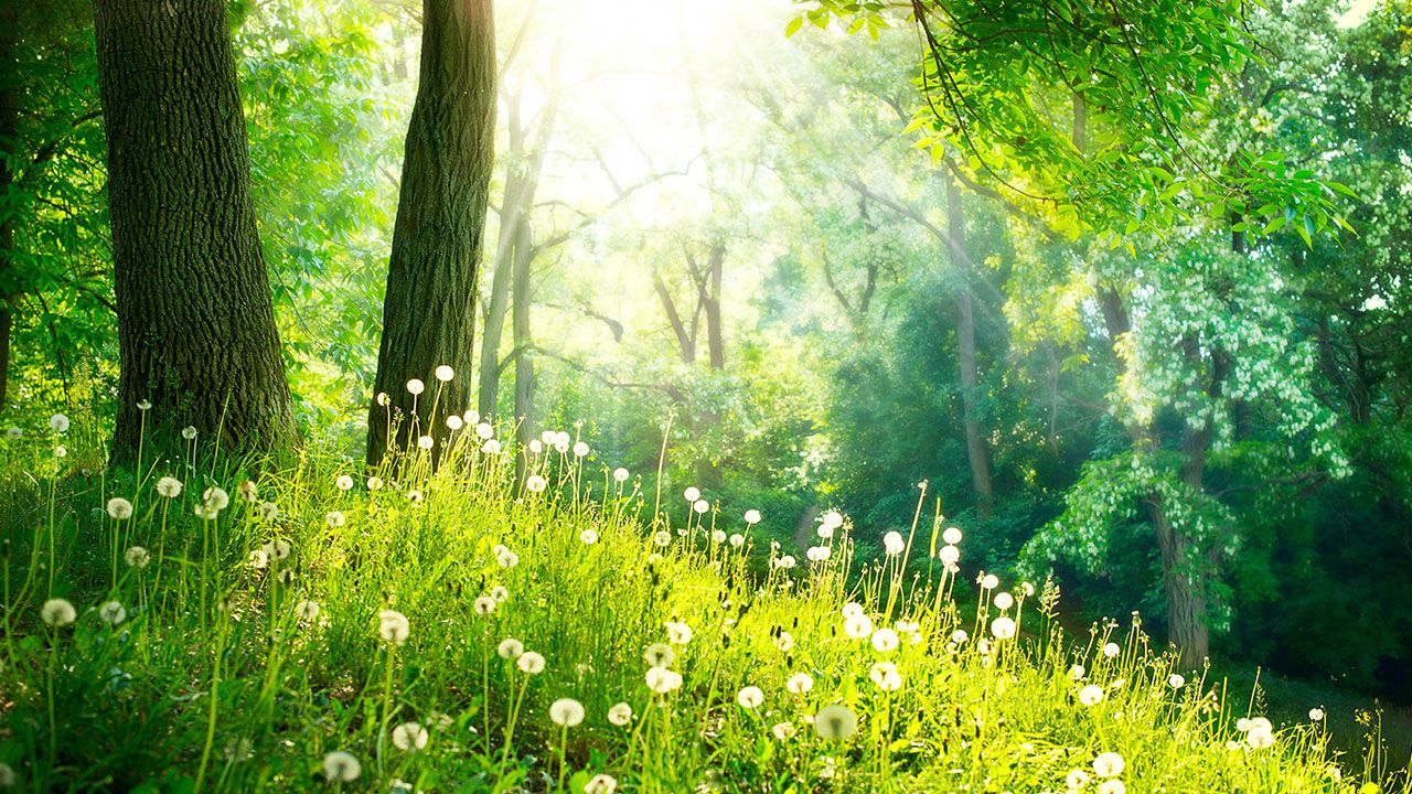 Summer landscape